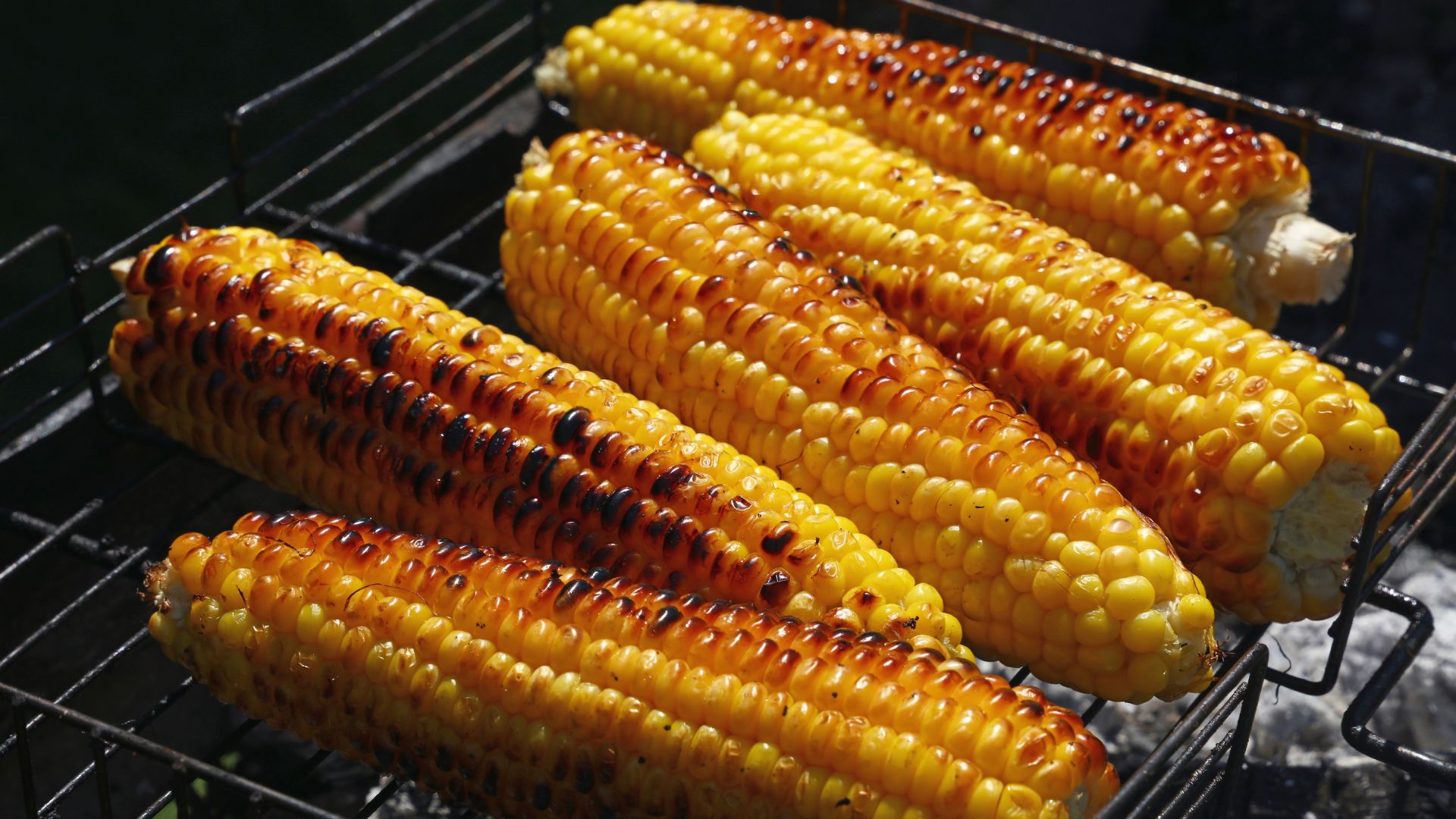 Grilled corn on the cob on a barbecue